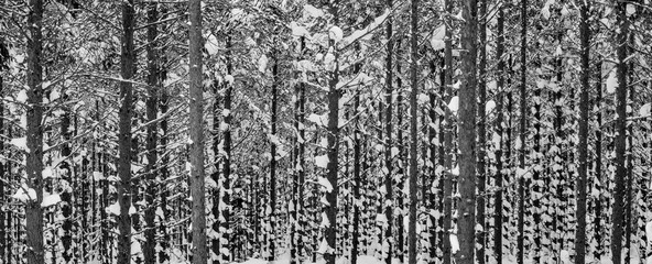 Obraz premium Winter in Schweden. Der dunkle Wald von Hälsingland