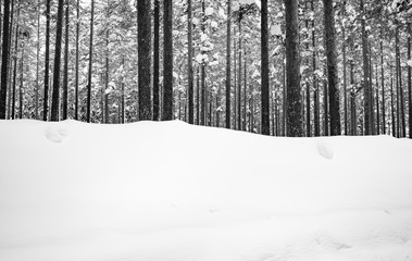 Winter in Schweden. Der dunkle Wald von Hälsingland