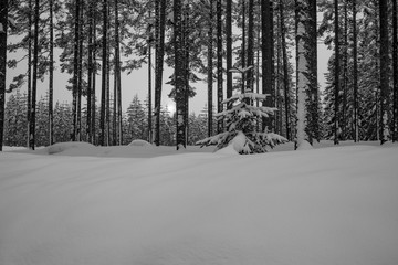 Winter in Schweden. Der dunkle Wald von Hälsingland