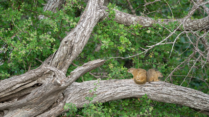Smith-Buschhörnchen (Paraxerus cepapi), Südafrika, Afrika