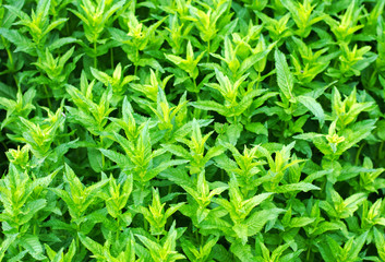 fresh green young mint in the garden, mint sprouts close-up. green bush. aromatic additive