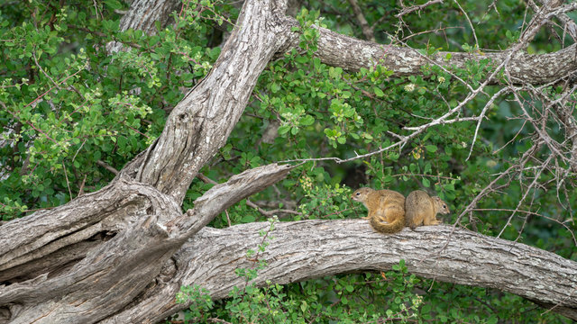 Smith-Buschh&ouml;rnchen (Paraxerus cepapi), S&uuml;dafrika, Afrika