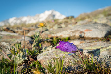 a mountain bell flower with dew drops in the early morning next to the stones and grass background image.