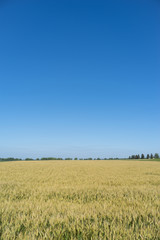 Cereal crops in Podolia region of Ukraine