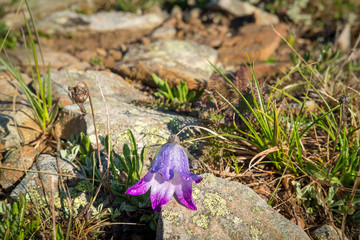 a mountain bell flower with dew drops in the early morning next to the stones and grass background image.