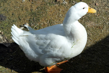 Duck, Geese, Goose, Swan