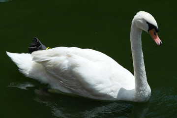 Naklejka premium Duck, Geese, Goose, Swan