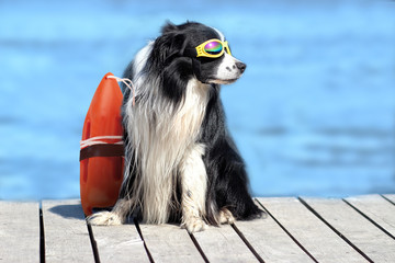Rescue dog with glasses and float by the water on the wooden pear
