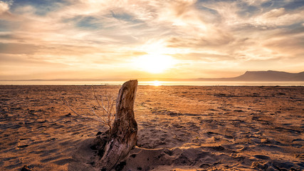Beautiful sunset on a sandy beach in the foreground of a dry tree stump