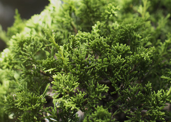 Close up bonsai tree in the garden.