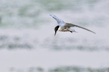 Whiskered tern - Chlidonias hybridus, Crete 