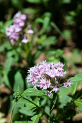 ピンク色のペンタスの花のアップ