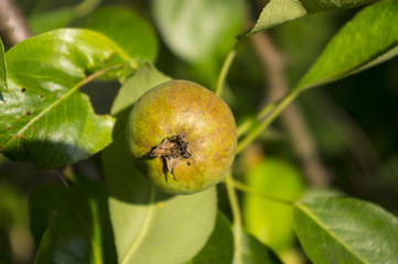 Niedojrzałe gruszki