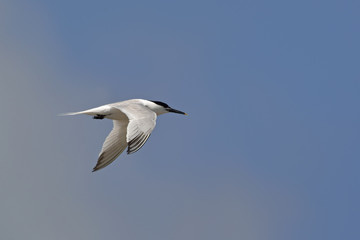 Sandwich Tern (Thalasseus sandvicensis), Greece