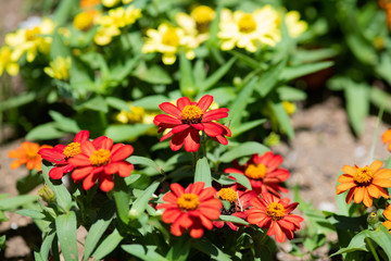 赤いジニアの花のアップ