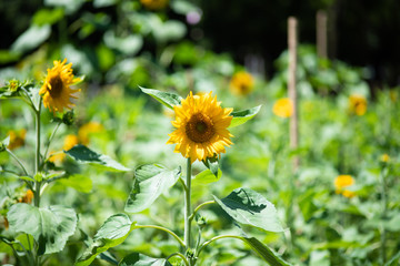 黄色いヒマワリの花