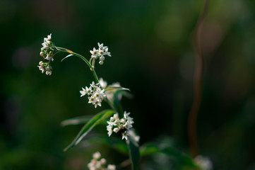 plants and flowers in a forest glade