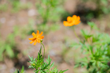 オレンジ色のキバナコスモスの花のアップ