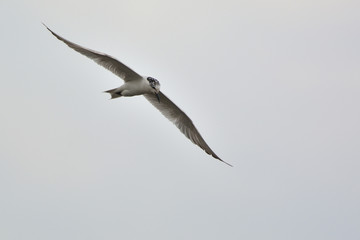 Whiskered tern - Chlidonias hybridus, Crete 