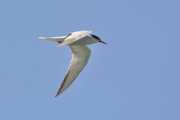 Fototapeta na wymiar Common Tern (Sterna hirundo), Greece