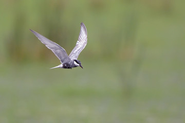 Whiskered tern - Chlidonias hybridus, Crete 