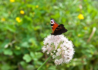  A butterfly  peacock eye on onion flower