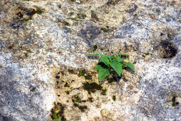 small tree growing on the rock