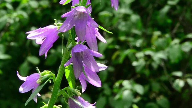 Campanula trachelium, nettle-leaved bellflower, flower