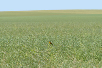 Western yellow wagtail on field
