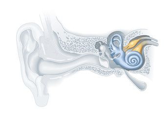 Inner ear anatomy, medical illustration - obrazy, fototapety, plakaty