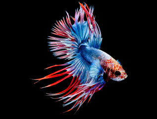Obraz premium Fighting fish, Betta splendens, Crowntail betta, siamese fighting fish, Capture moving of fish