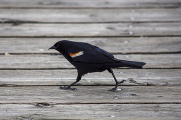 black bird is on the boards