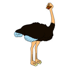 Ostrich cartoon illustration isolated on white background for children color book
