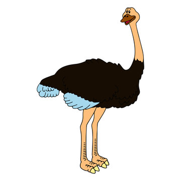 recommend clip art: Ostrich cartoon illustration isolated on white background for children color book