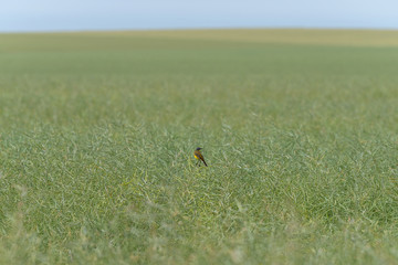 Western yellow wagtail on field