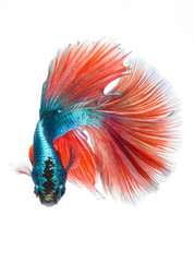 Halfmoon betta fish, siamese fighting fish, Capture moving of fish, Betta splendens