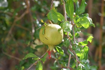 green fruit of pomegranate on tree
