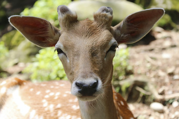 La faccia di un bel giovane cervo. Ritratto.