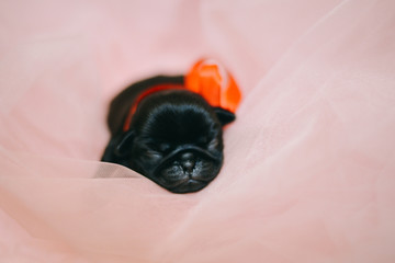 Newborn puppy pug