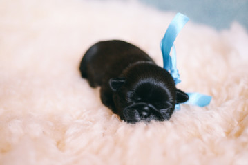 Newborn puppy pug
