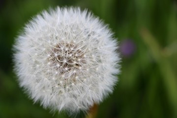 Dandelion 
