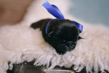 Newborn puppy pug