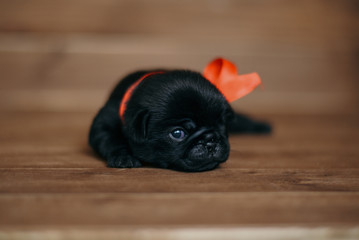 Newborn puppy pug