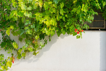 Grape vine on a stone white fence