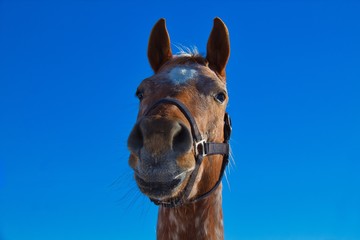 La faccia di un cavallo simpatico. Ritratto.