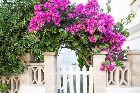 Blooming  pink bougainvillea decorating an entrance