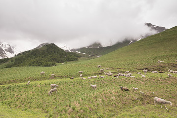 flock of sheep on mountain meadow in french haute provence near col de vars in alpes de provence