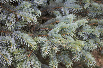 Naklejka na ściany i meble blue spruce close up needles and branches