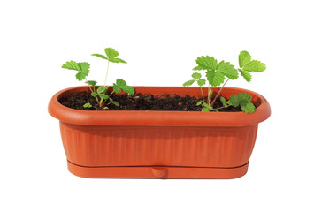 Strawberries grow in a pot with the ground.