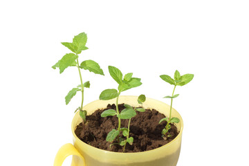 A green plant grows in a yellow pot.